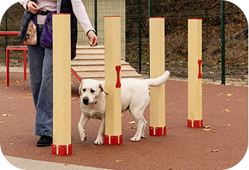 Снаряды для аджилити